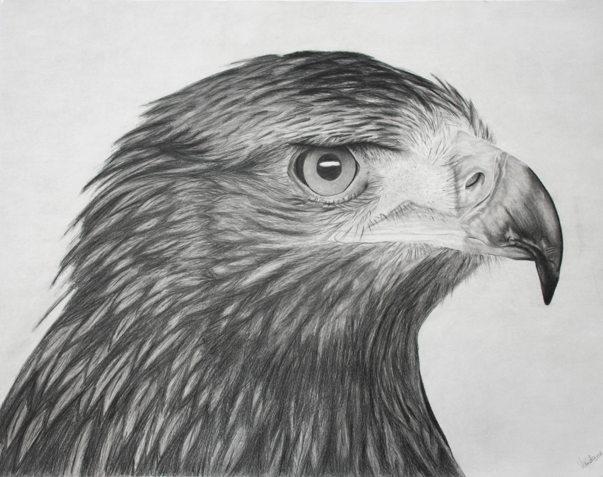 Eagle - Soar Higher Than Skies - Vandana Gulati Art