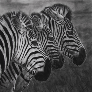 African Serenade: Trio of Zebras