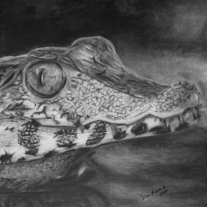 An Alligator: Seize the opportunity