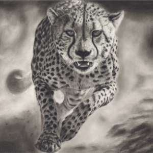 Cheetah's Blaze of Motion