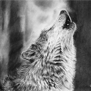 Echoes of the Wild