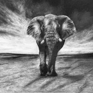 Elephant in the Clouds
