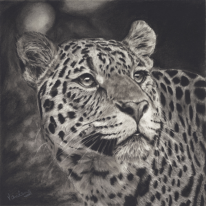 Jaguar's Gaze