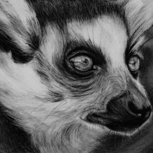 Silent Observer: A Lemur's Stare