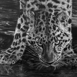 Leopard's Quench