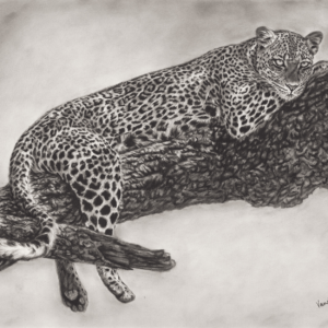 Leopard's Perch