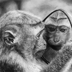 Monkey's Reflective Gaze