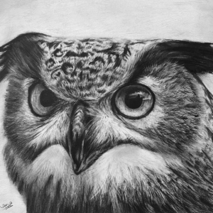 Owl: The Ancient Observer