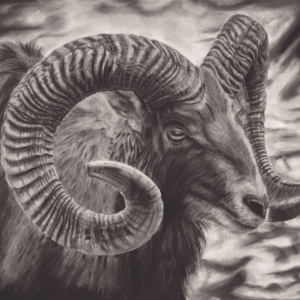 RAM Sheep and it's Okay