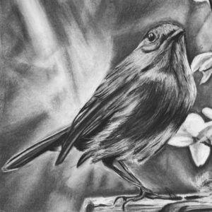 Robin – Speak, Sing, Serve