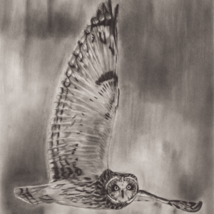 The Serene Flight of the Owl