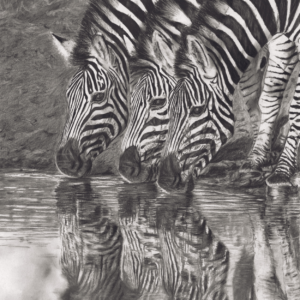 Zebras Sipping Serenity